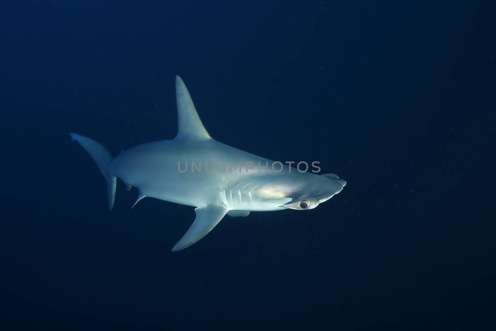 Dangerous big Shark Underwater safari Egypr Red Sea by desant7474