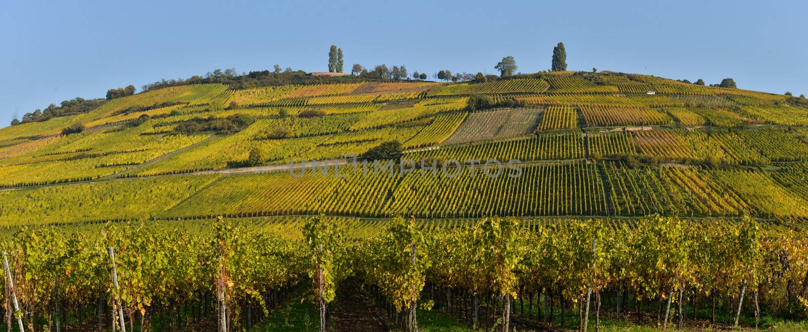 Wine Road, Vineyards of Alsace in France, Europe