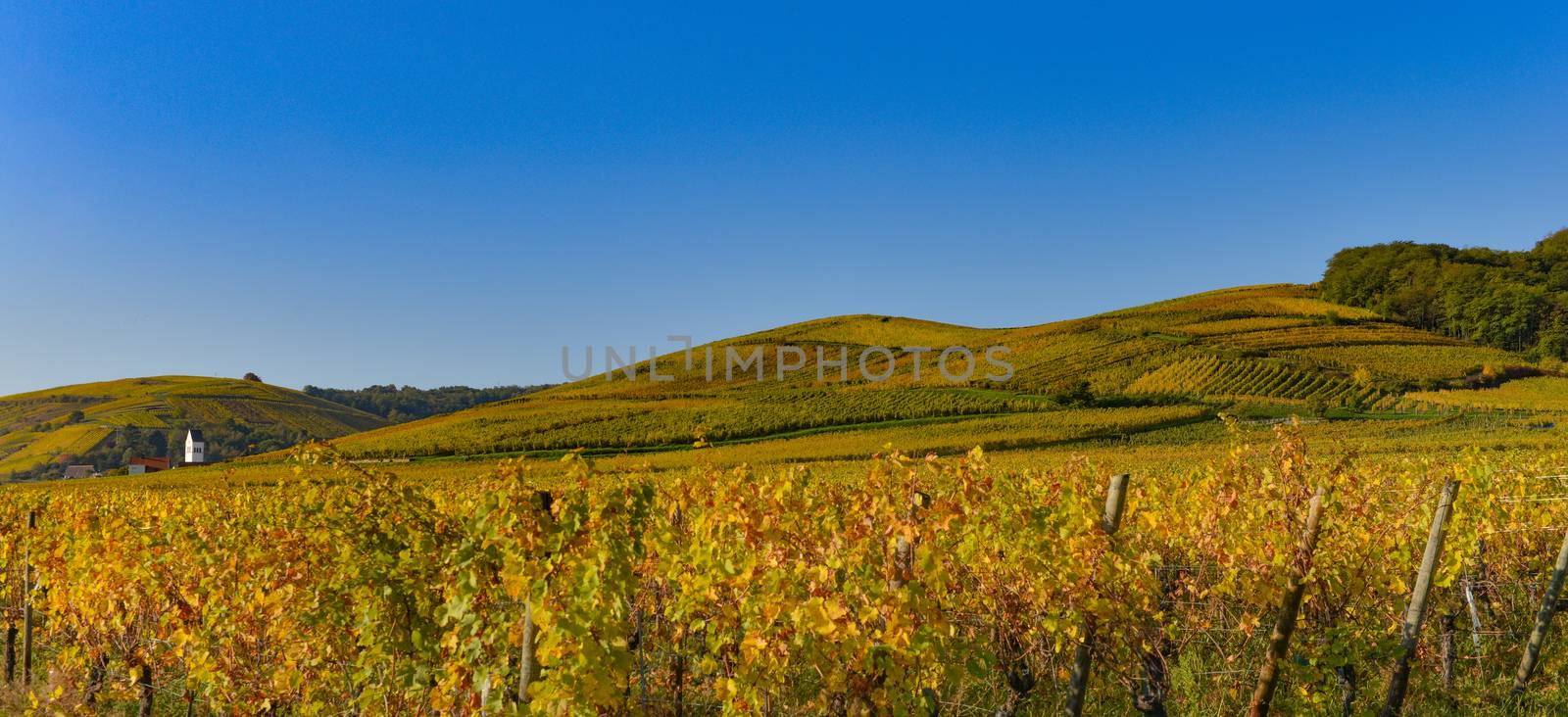 Wine Road, Vineyards of Alsace in France, Europe