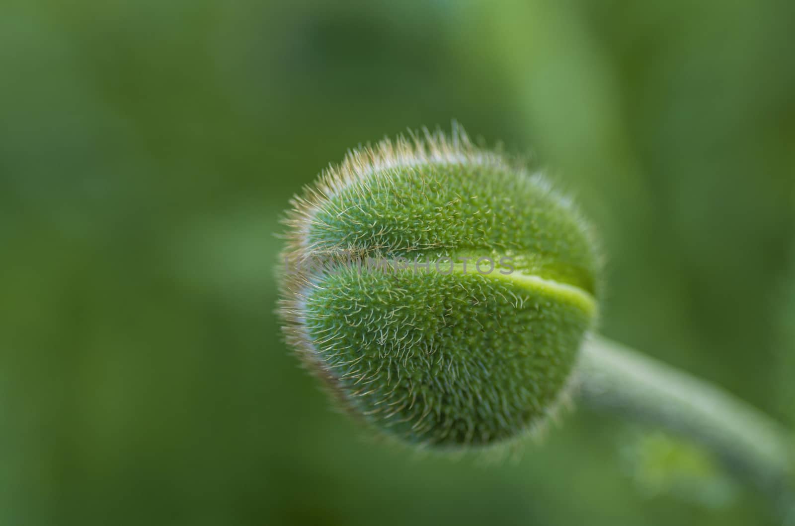 spiny green bud close-up on a background of foliage