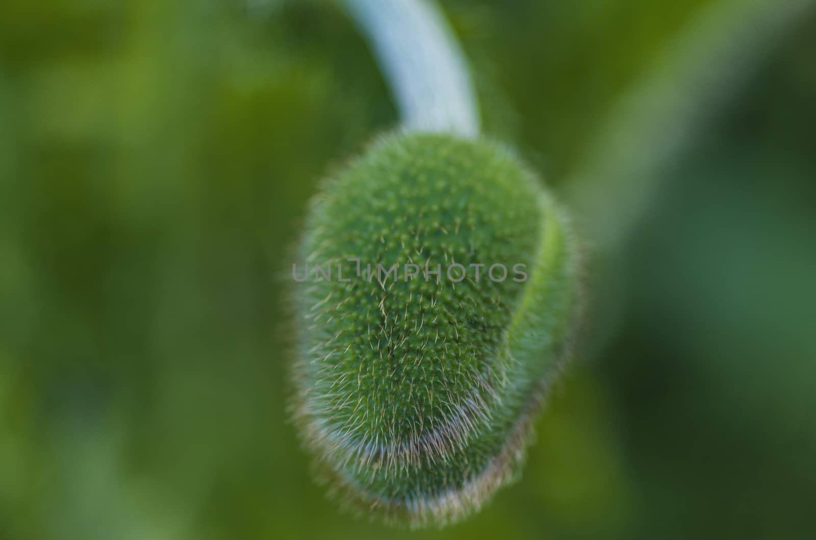 spiny green bud close-up on a background of foliage