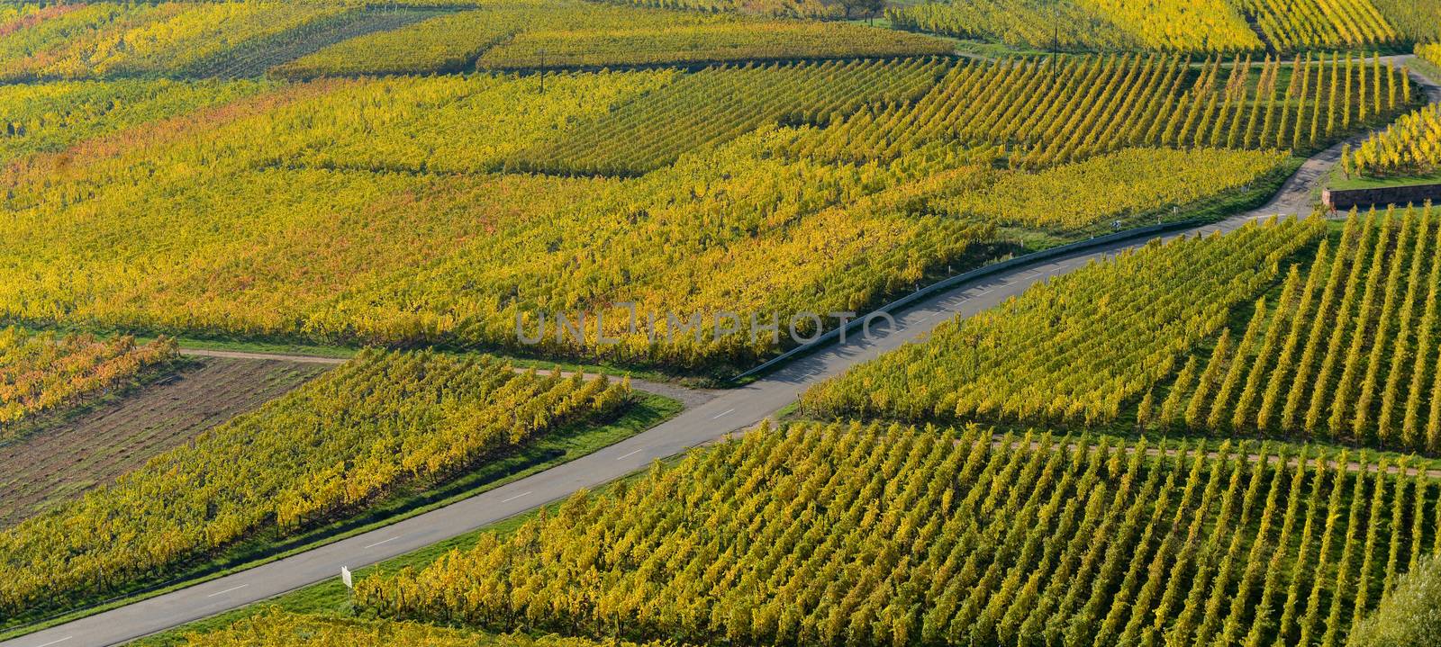 Wine Road, Vineyards of Alsace in France, Europe