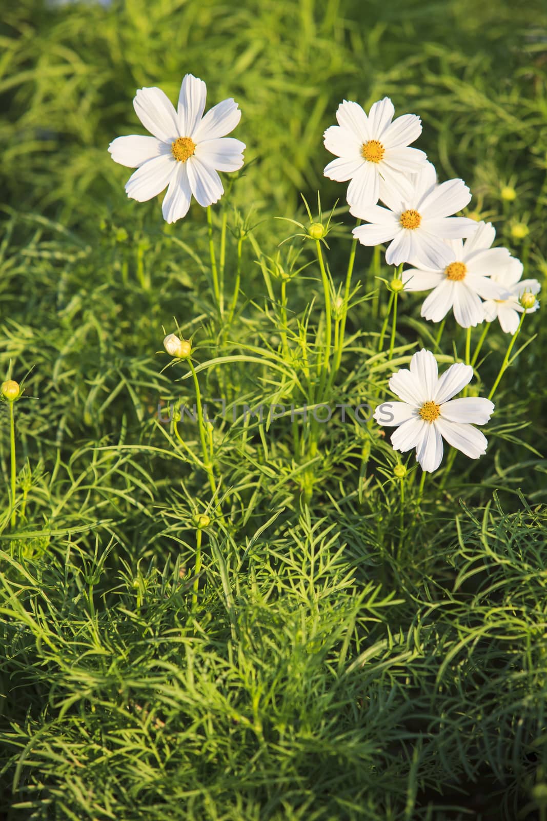 white cosmos flower blooming in green leaves field