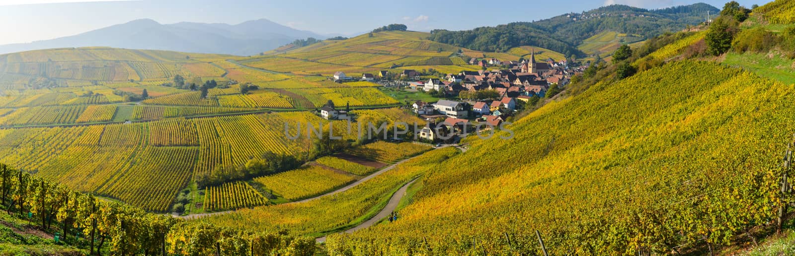 Niedermorschwih, Alsatian vineyards, Alsace, France, Europe, Autumn, Mountain,