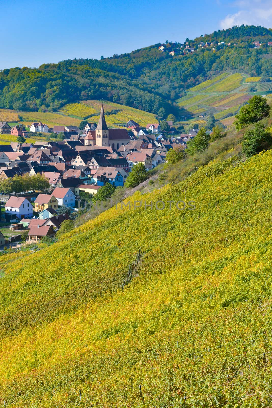 Niedermorschwih, Alsatian vineyards, Alsace, France, Europe, Autumn, Mountain,