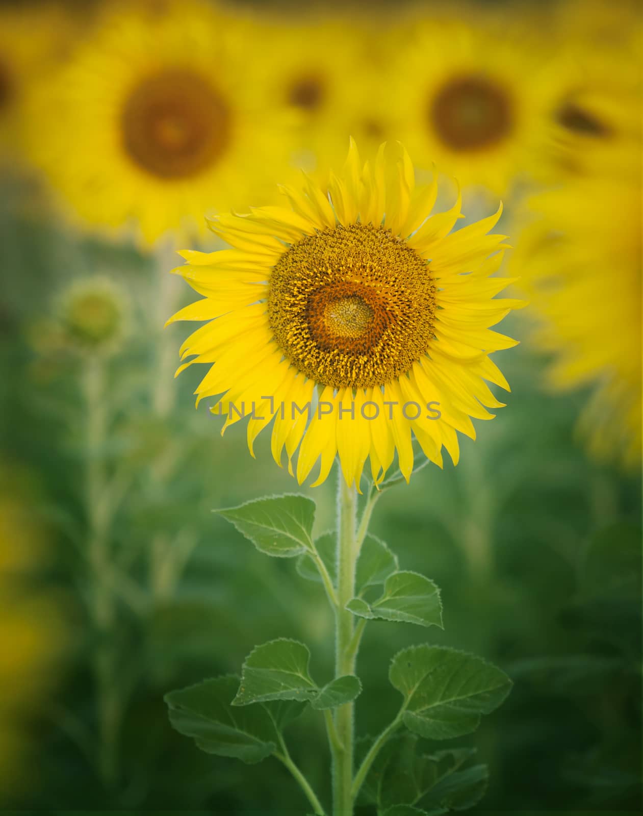 close up single of beautiful sunflowers petal in flowers frild with copy space use as nature plant  background ,backdrop