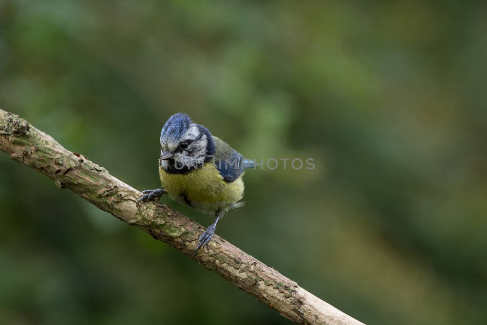 Blue Tit (Cyanistes Caeruleus) on perch