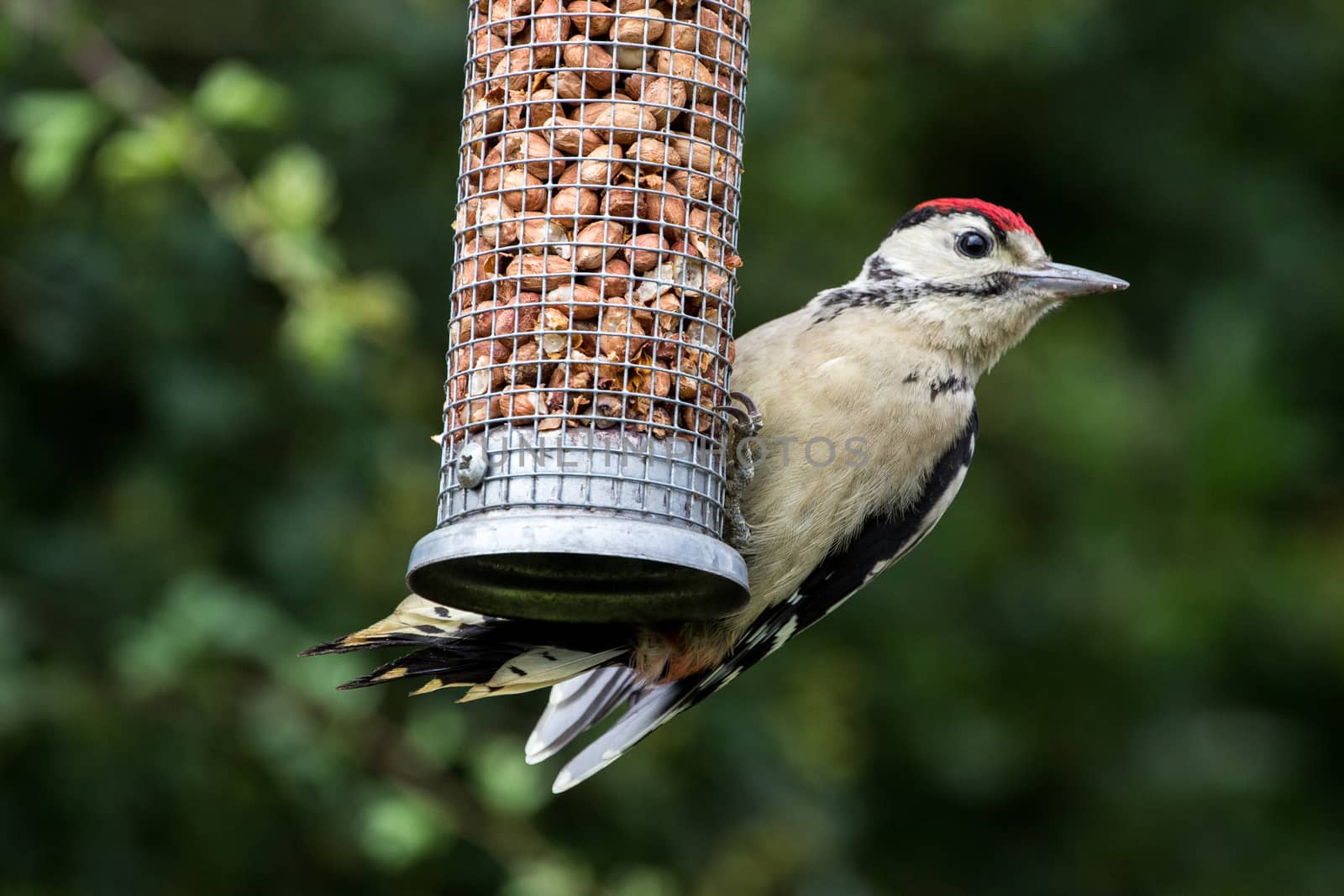 Greater Spotted Woodpecker (Dendrocopos Major) on nut feeder