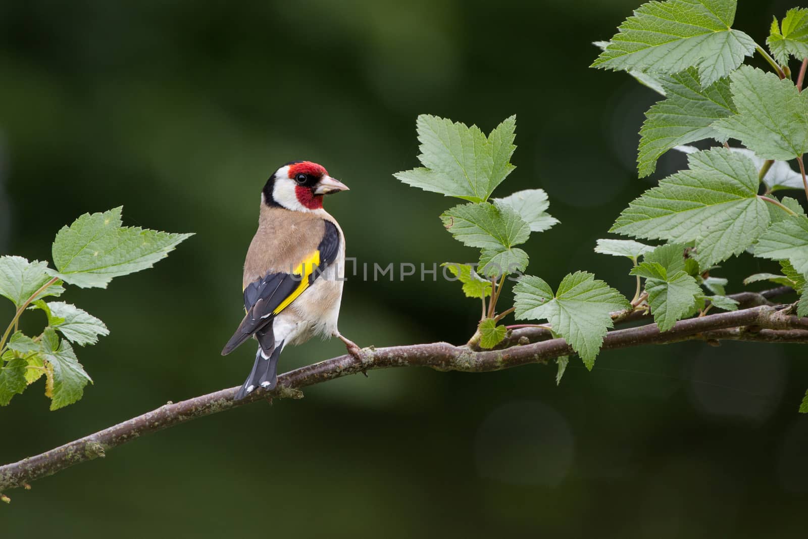 Goldfinch (Carduelis Carduelis) on Perch