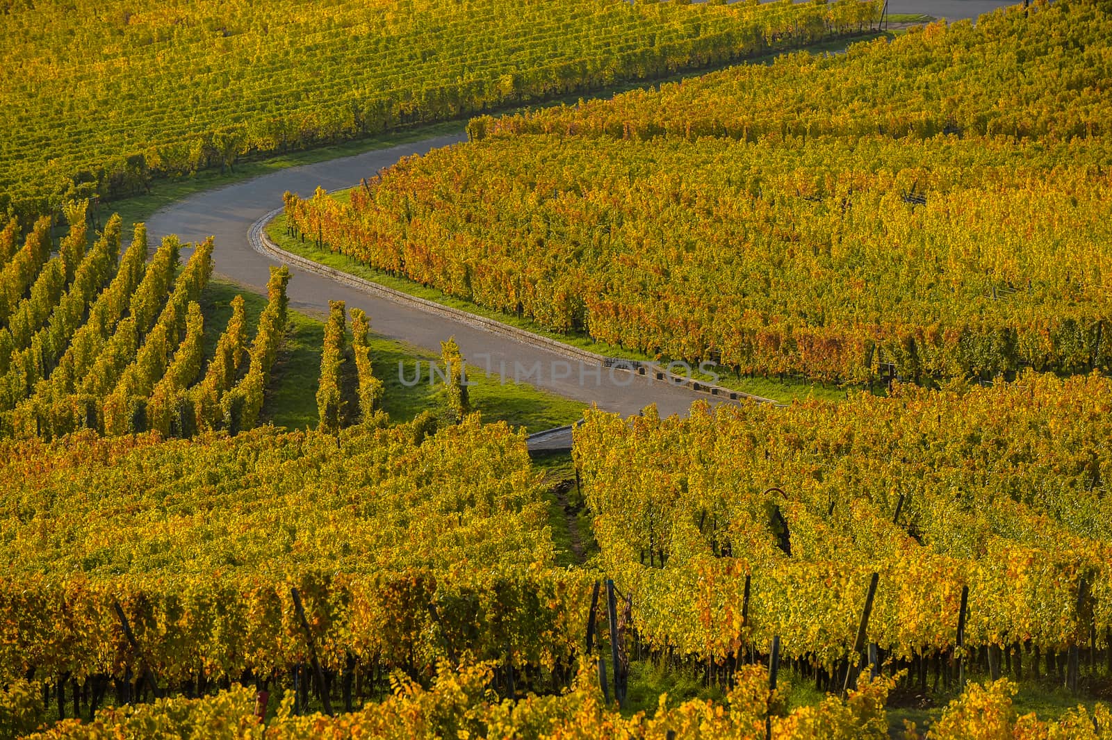 Alsace Vineyards, in autumn, France, Europe