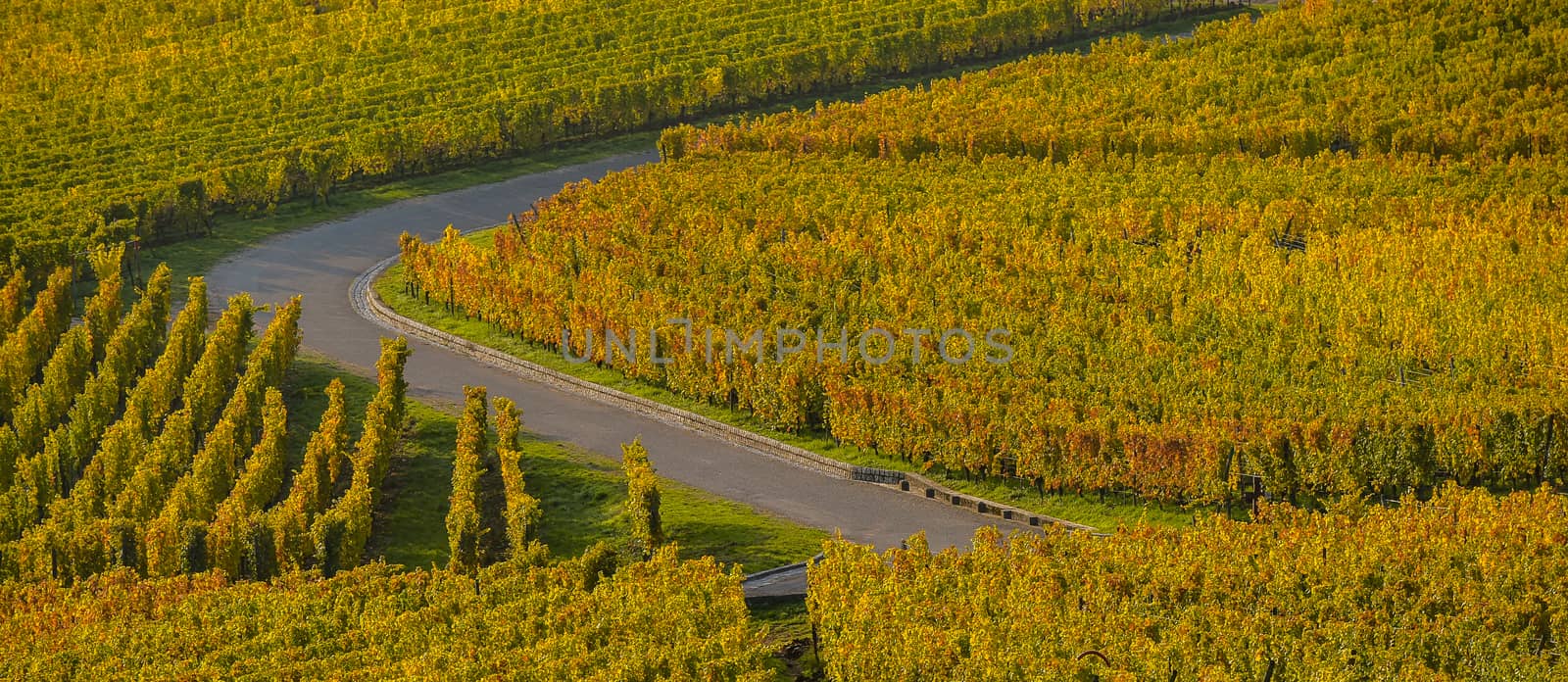 Alsace Vineyards, in autumn, France by FreeProd