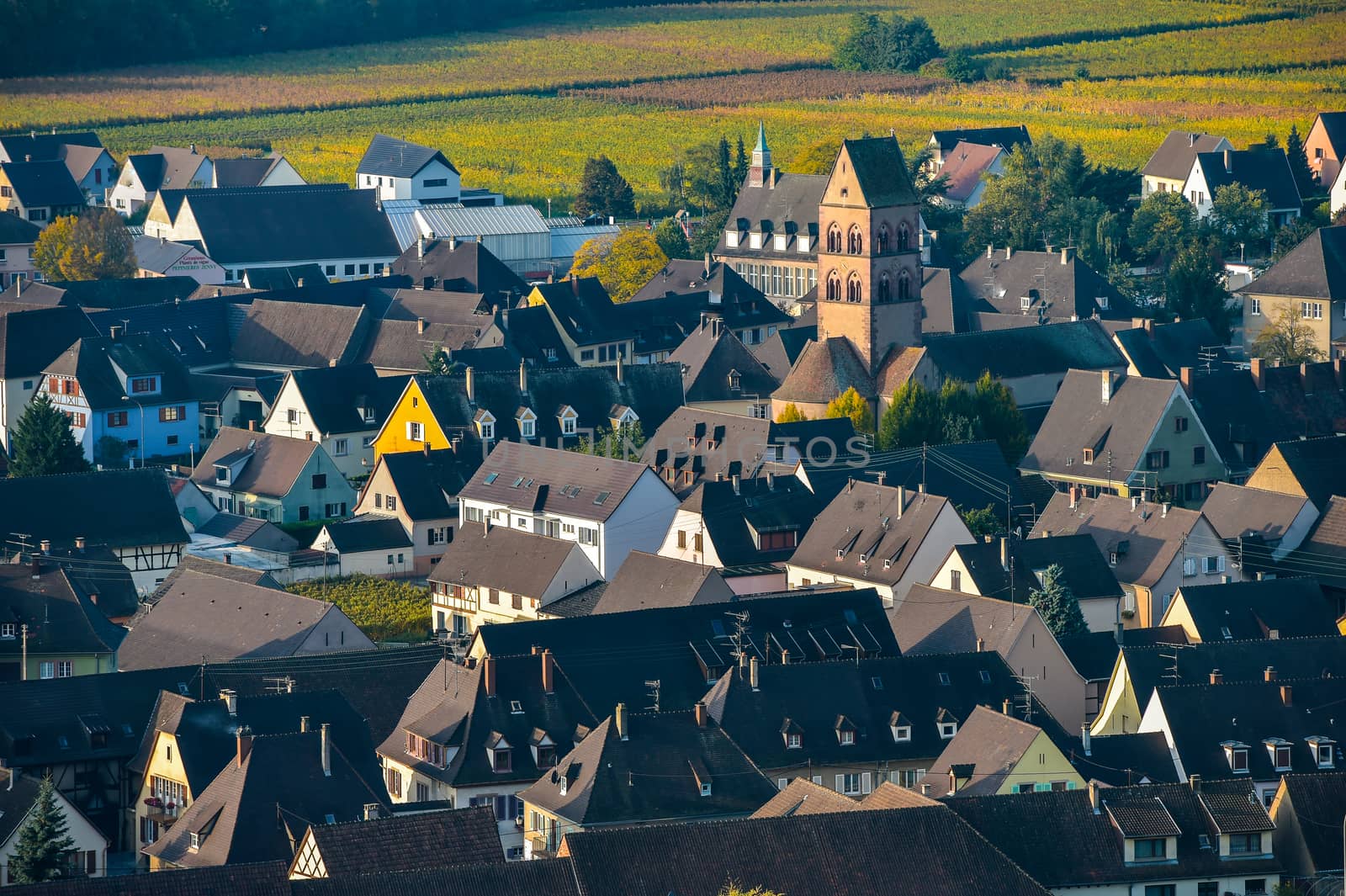France, Haut-Rhin, 68, Alsace Wine Route, Kaysersberg, the vineyard, the Sainte-Croix church and the keep of the imperial castle