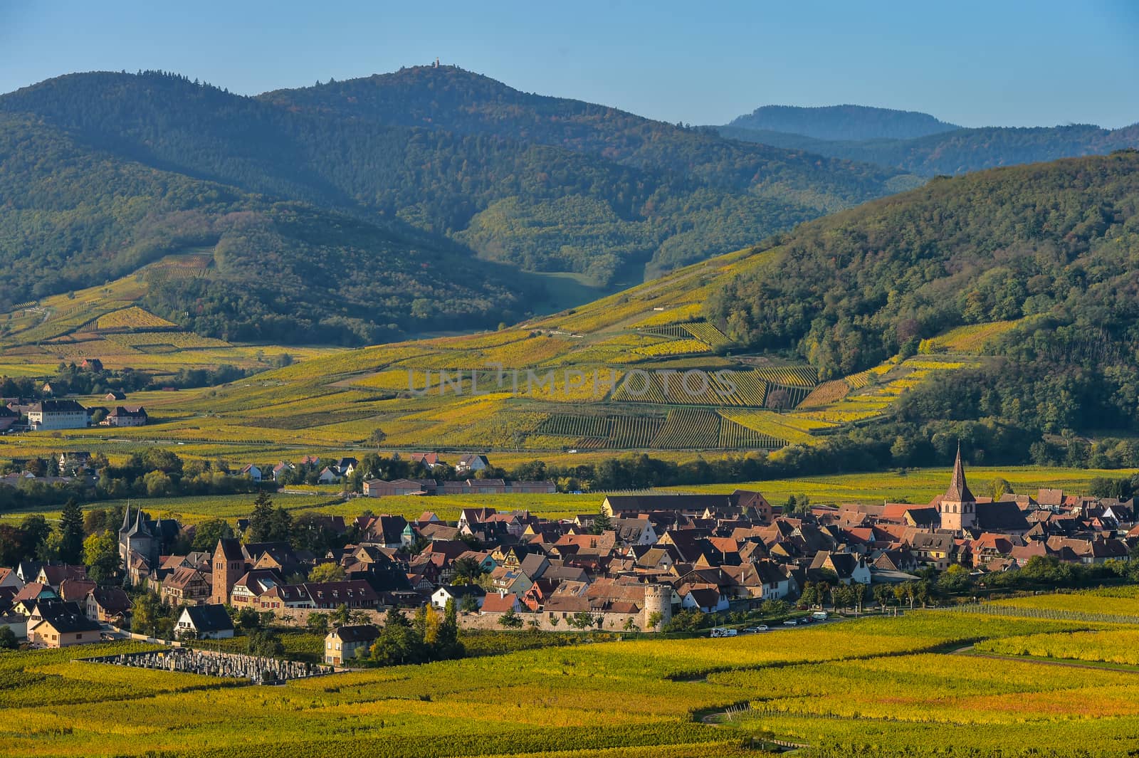 France, Haut-Rhin, 68, Alsace Wine Route, Kaysersberg, the vineyard, the Sainte-Croix church and the keep of the imperial castle