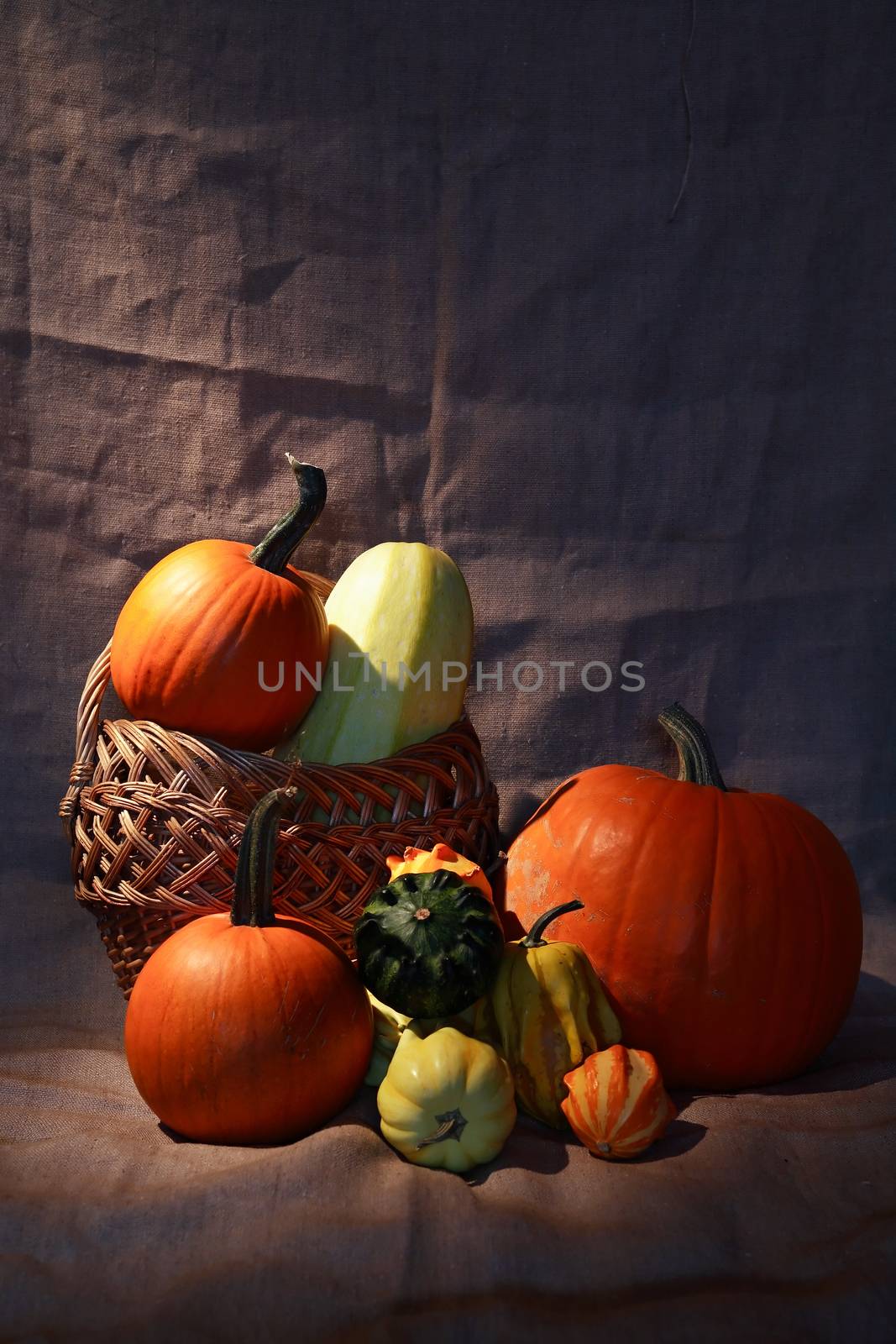 Set of various pumpkin fruits on canvas background