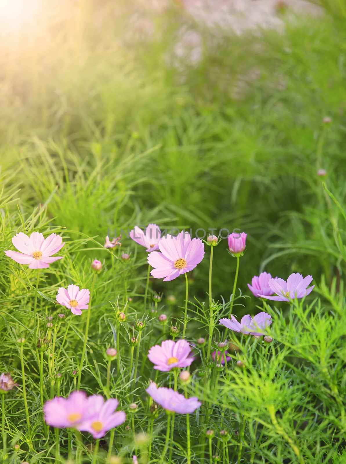 violet color of cosmos flowers in green leaves field use as natural background,backdrop,copy space
