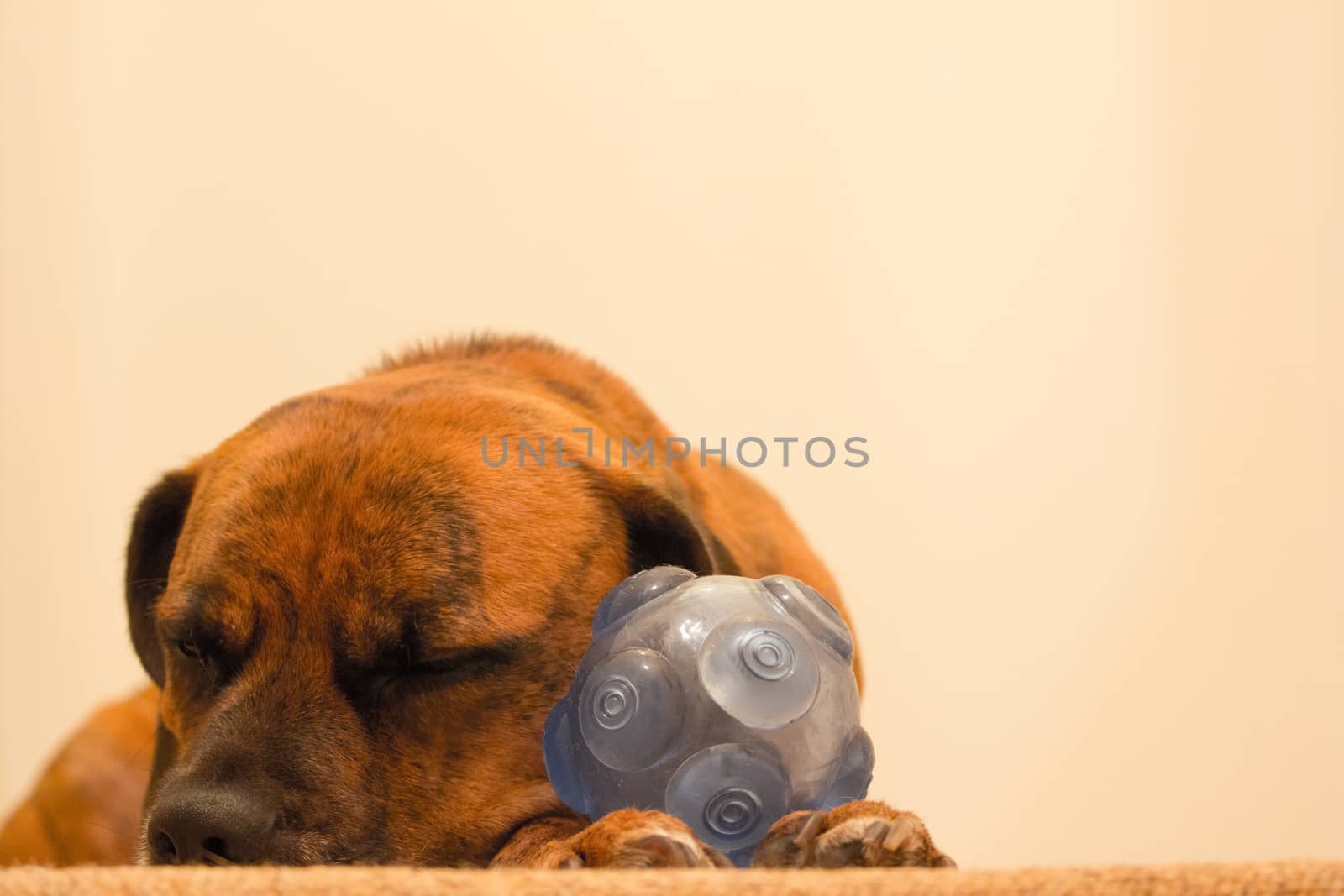 Dog Asleep on the floor with toy ball