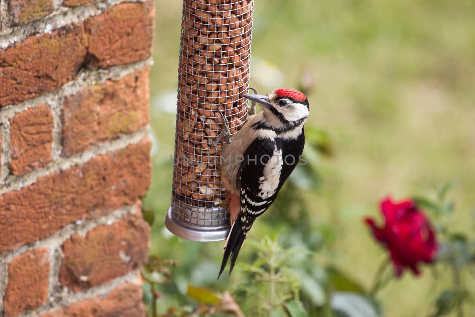 Greater Spotted Woodpecker Feeds on Nut Feeder at Rural Home