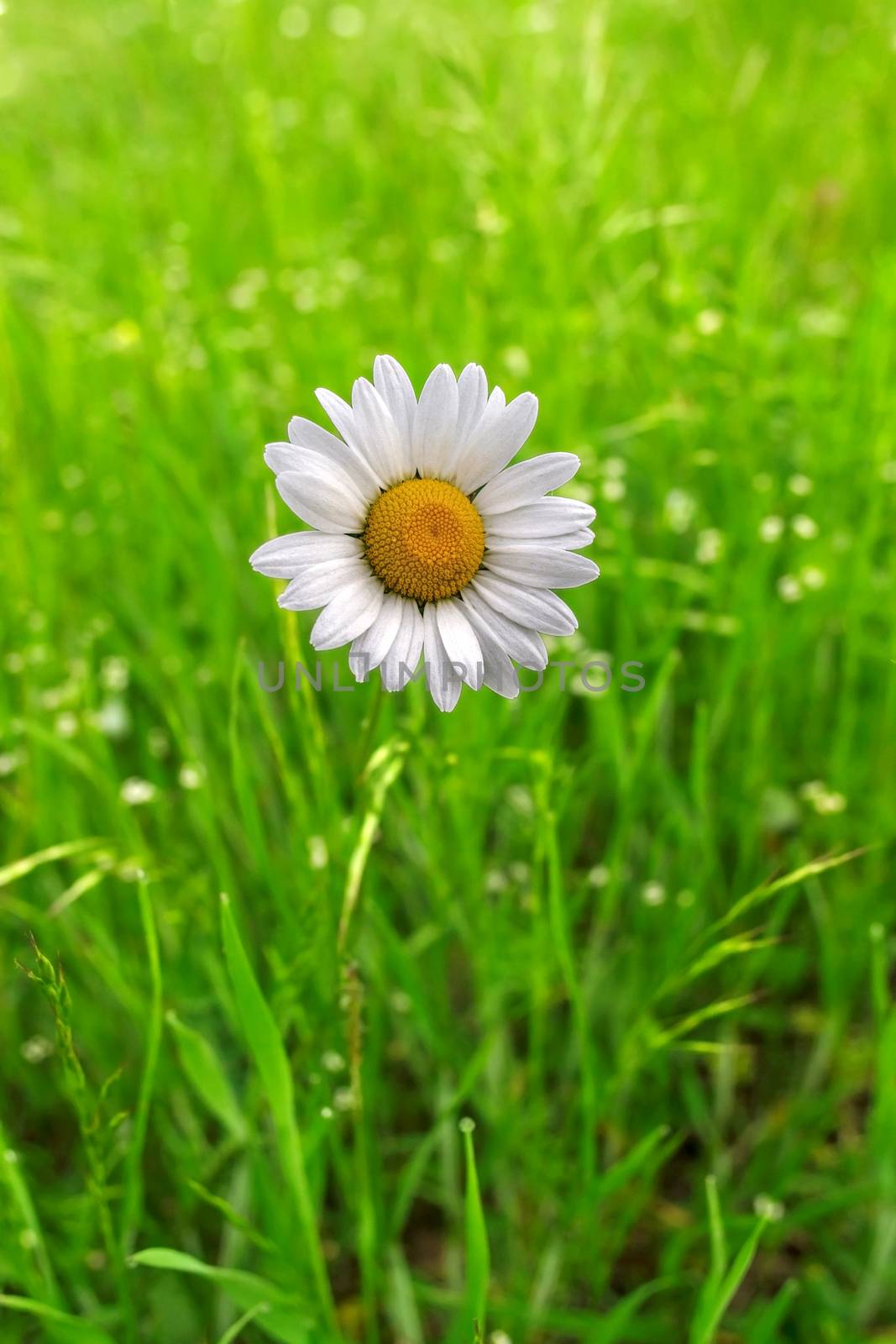 Lonely daisy flower close up on a background of green grass