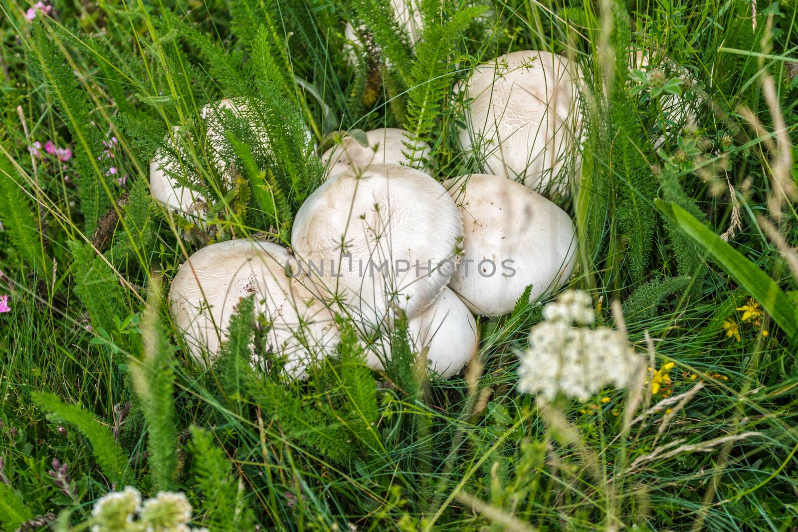 wild mushrooms are hiding in the green grass, close-up