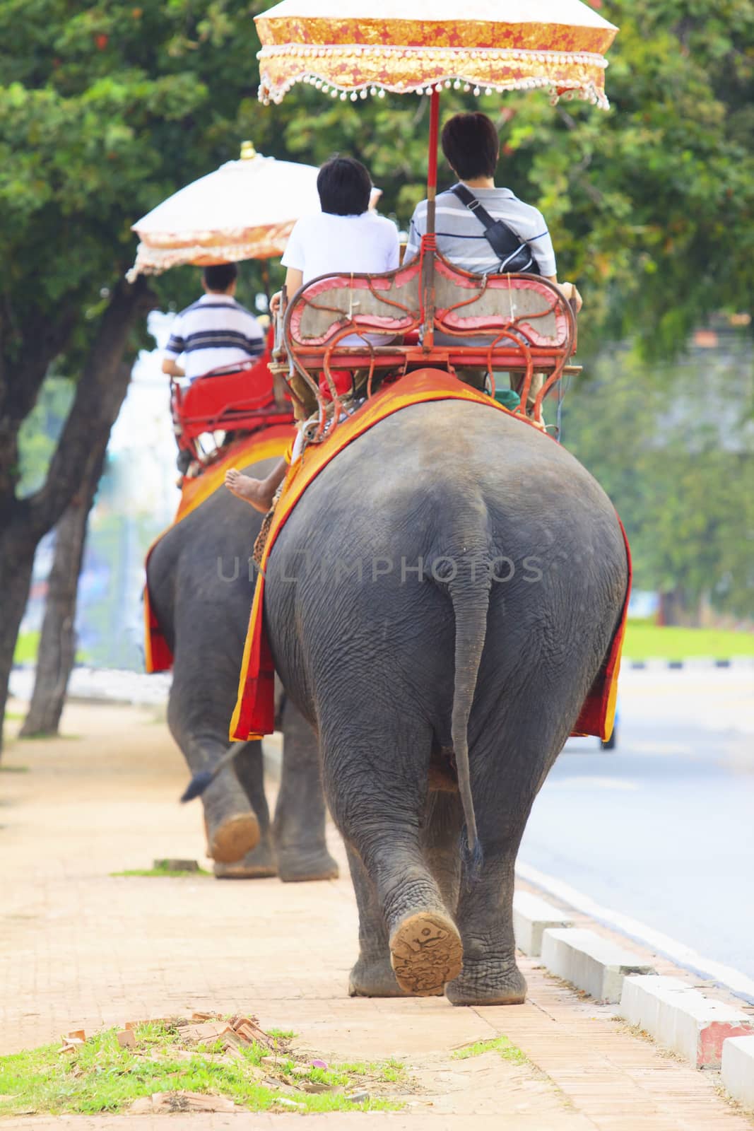 tourist riding on elephant back walking on side road to watching around Ayuthaya city world heritage site unesco