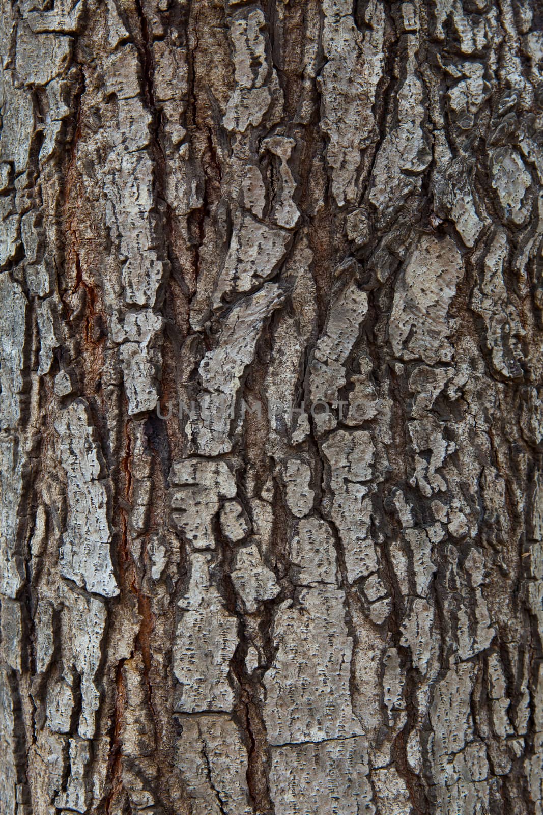 close up texture of pine bark wood use as natural plank backgrou by khunaspix