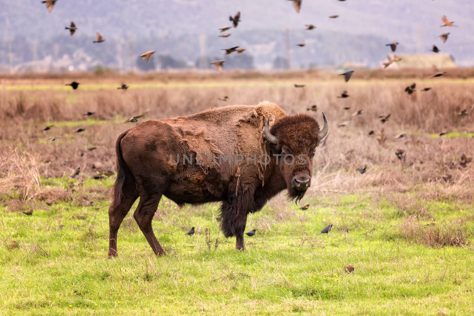 Bison Buffalo Portrait in a Grassy Field, Color Image