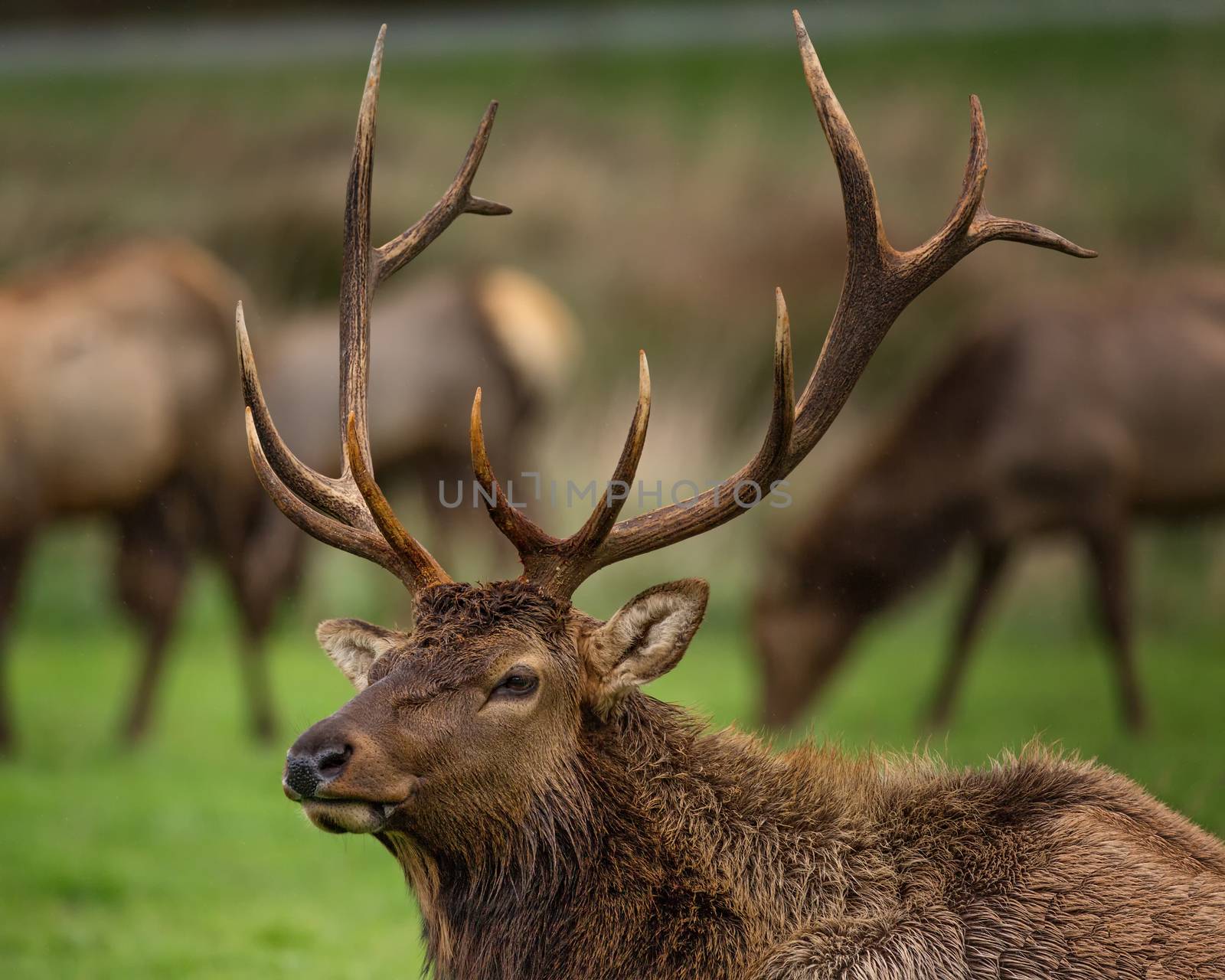 Roosevelt Bull Elk with Antlers, Portrait, Outdoor, Color Image