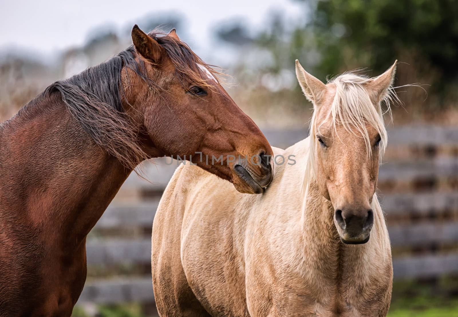 Horses at a Farm in Northern Californa by backyard_photography