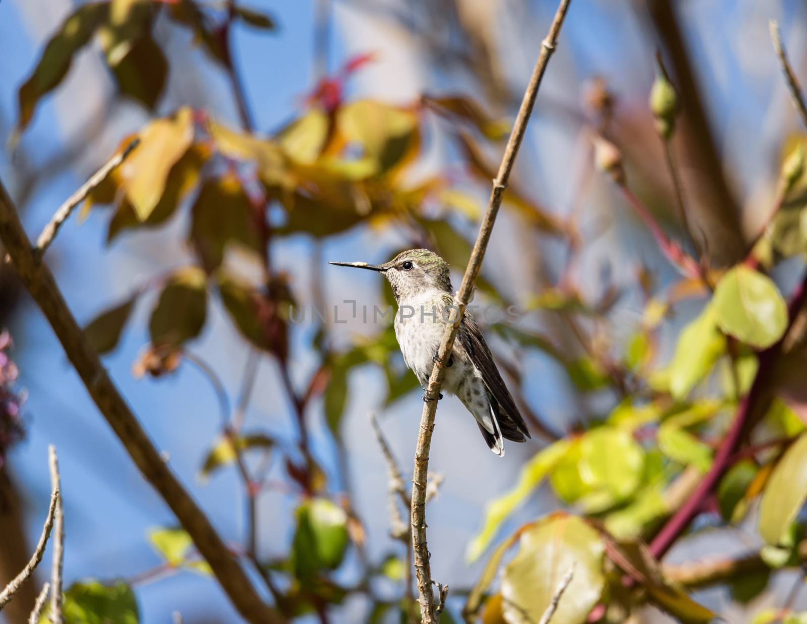Anna's Hummingbird Perched in a Tree, Day, Color Image