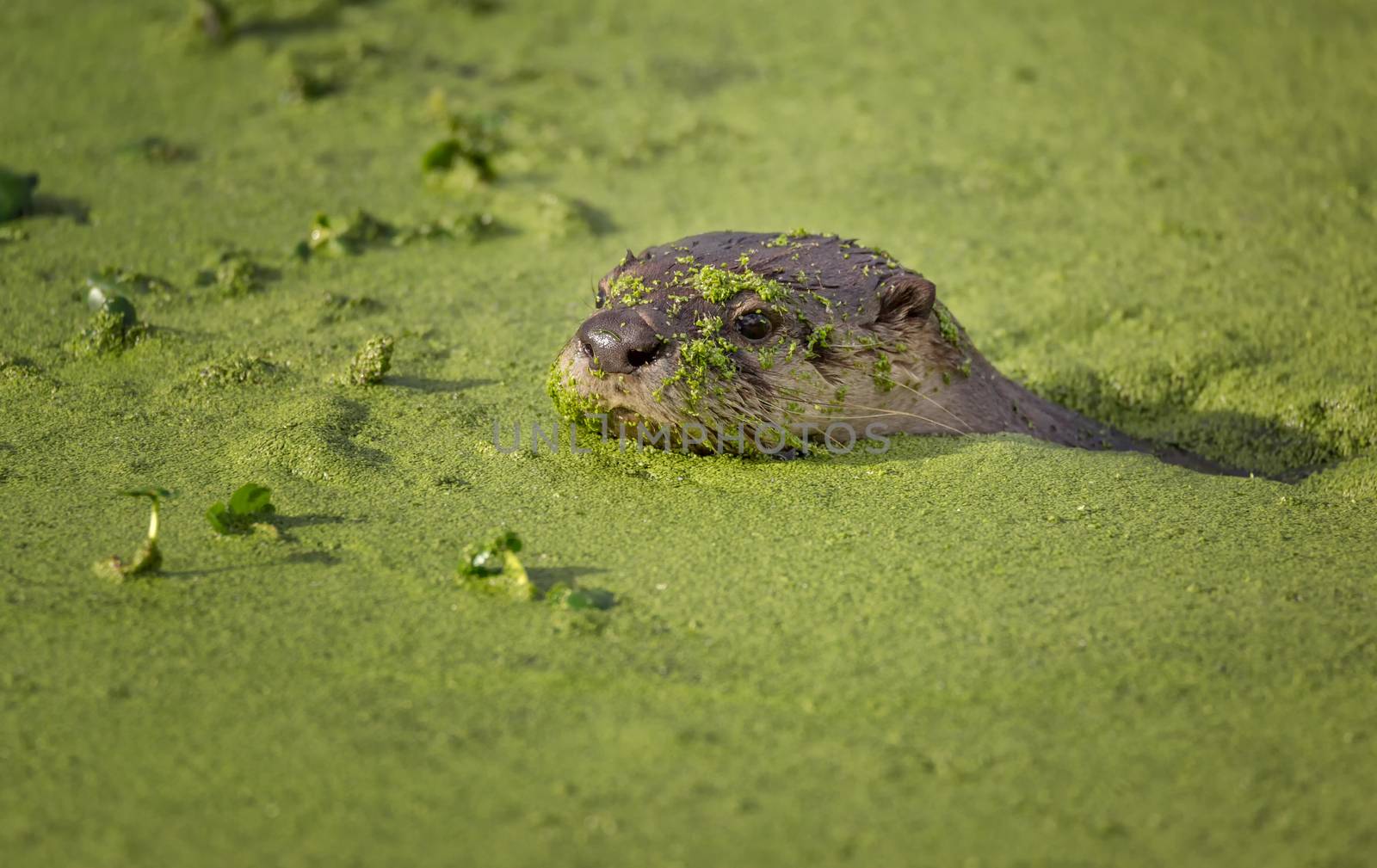 River Otter Swimming in Green Mossy Water, Color Image