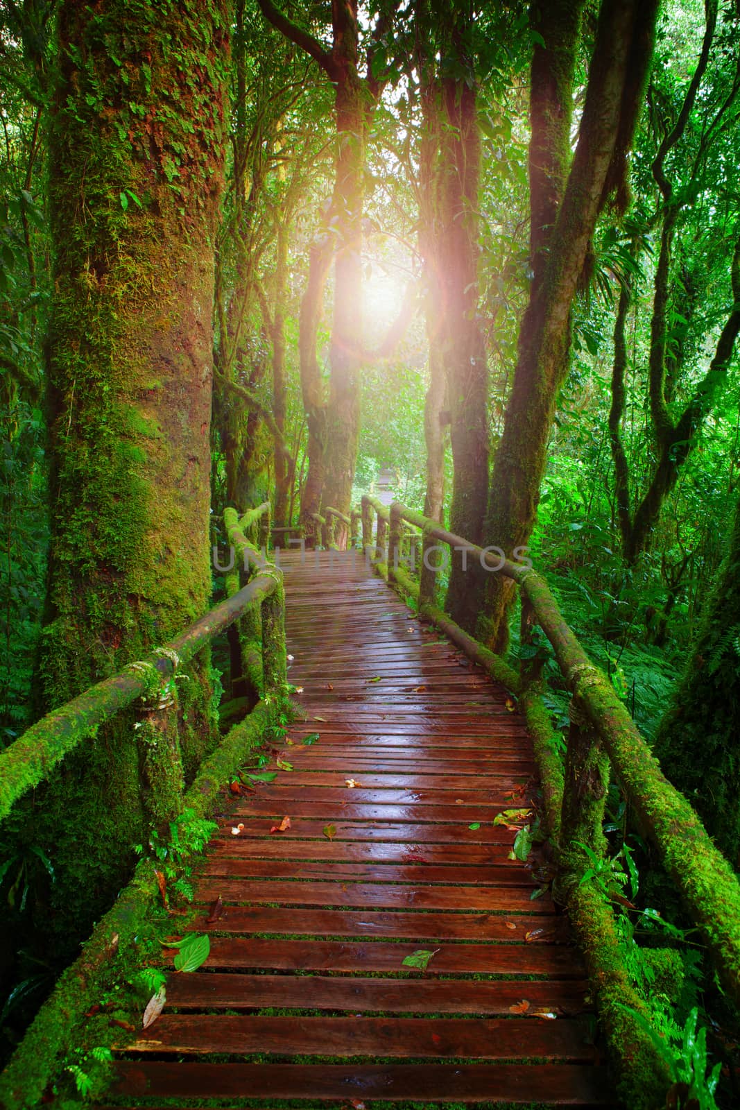 wood ways in mountain rain forest Doi Inthanont National Park Ch by khunaspix