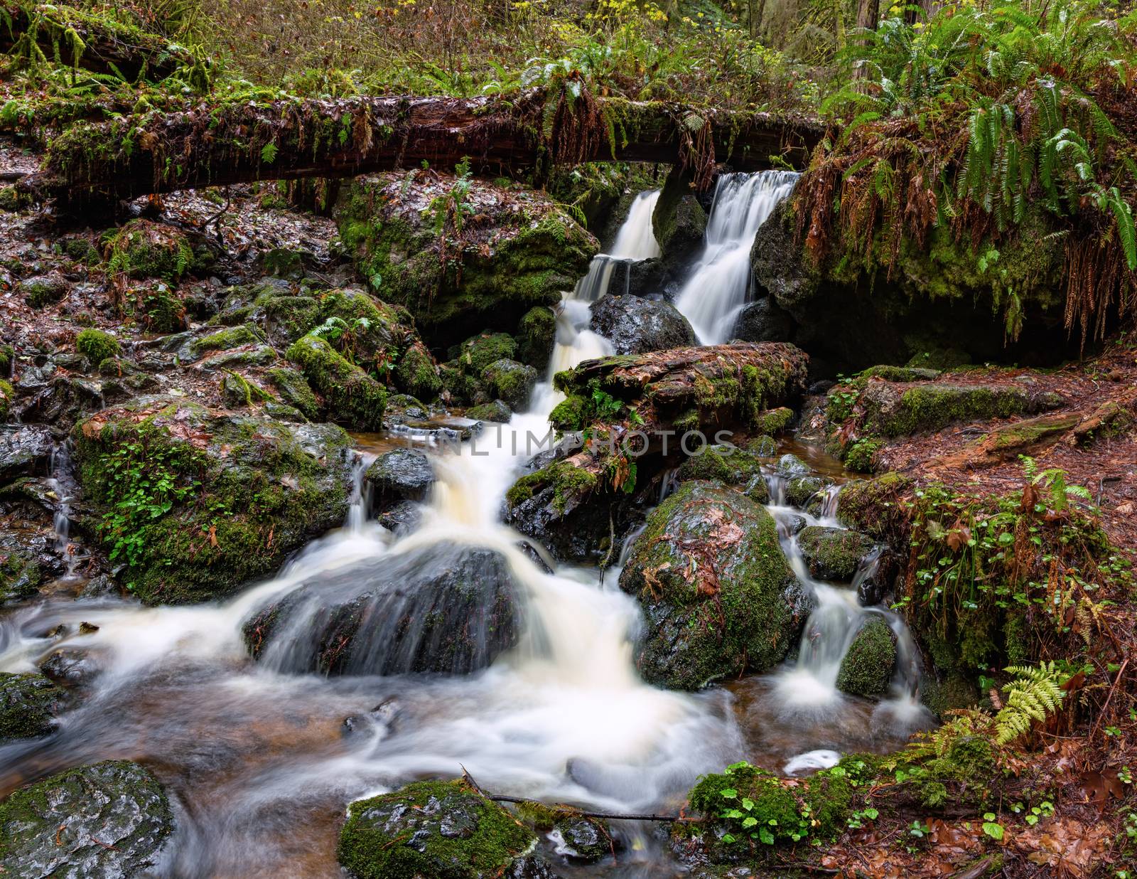 Small Waterfall in the Rain Forest, Color Image