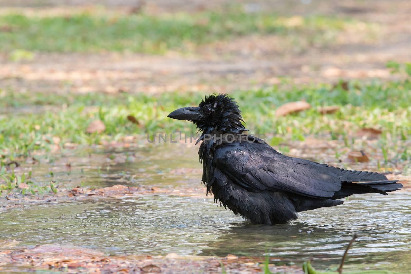 natural scene of crow bathing in field