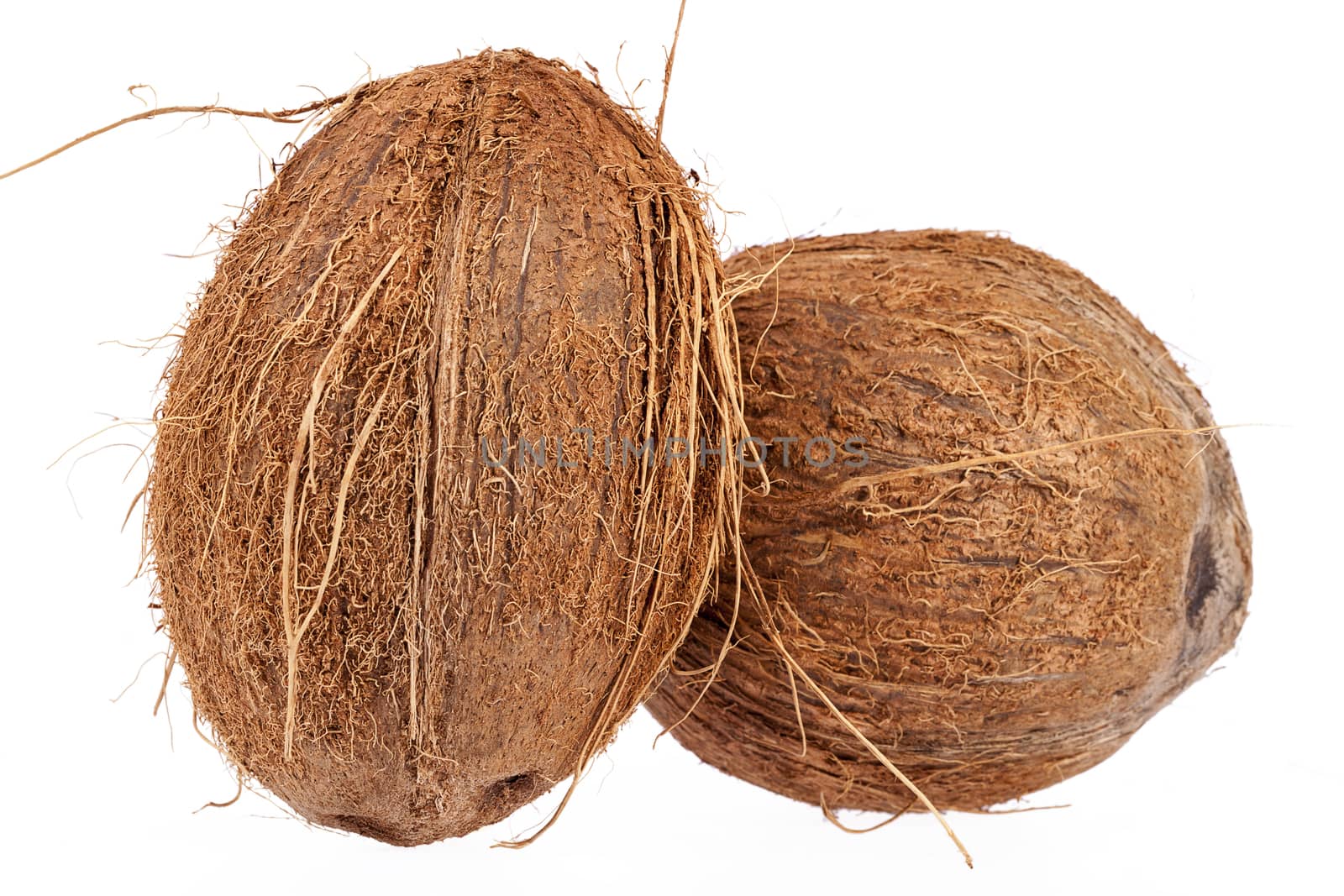 Fruits of coconut isolated on white background, close up