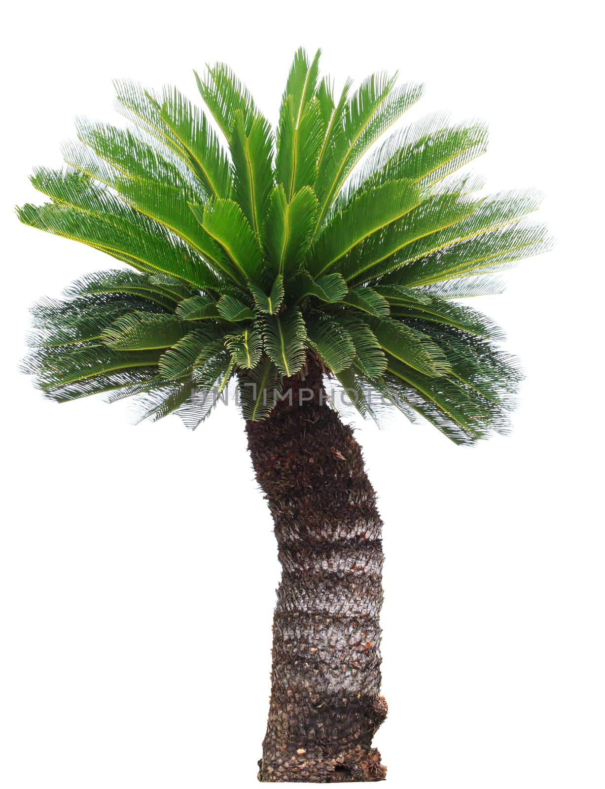 close up Cycad palm tree isolated on white background usefor gar by khunaspix