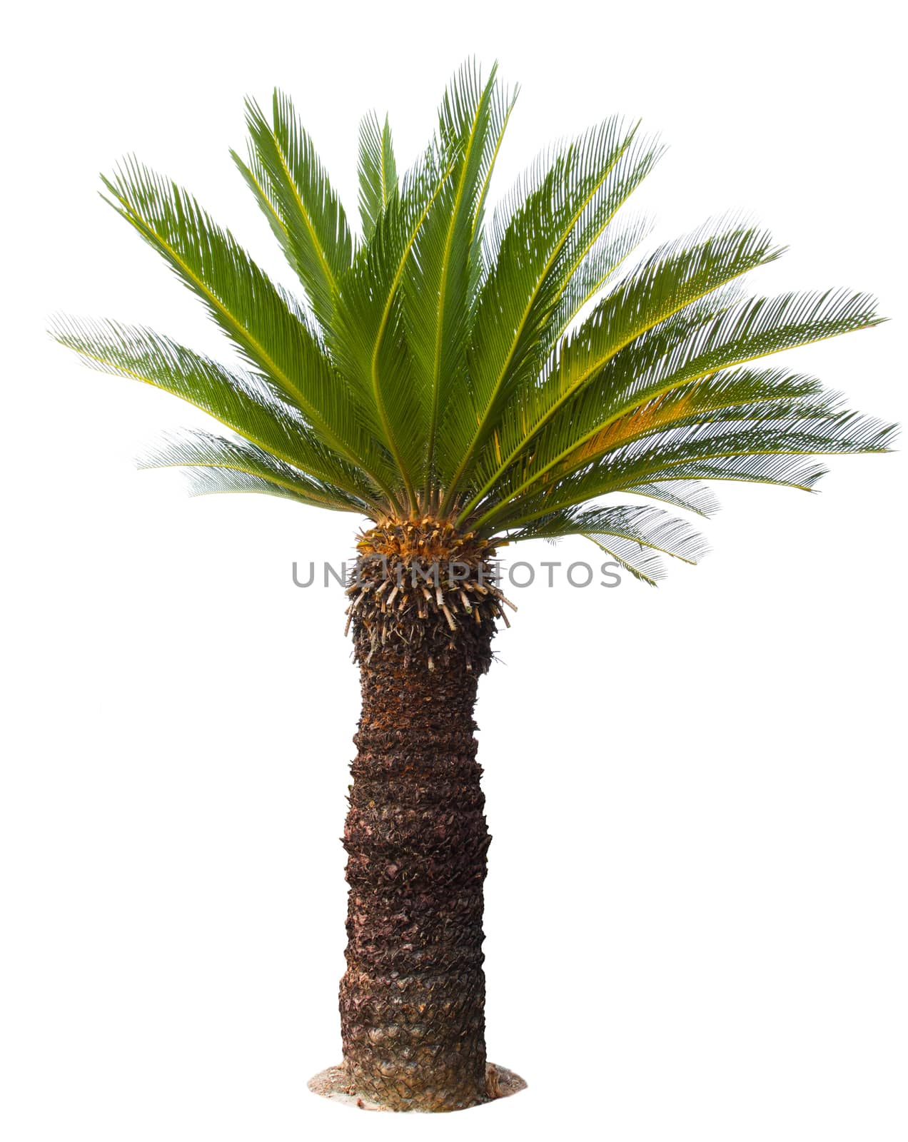 close up Cycad palm tree isolated on white background usefor garden and park decoration