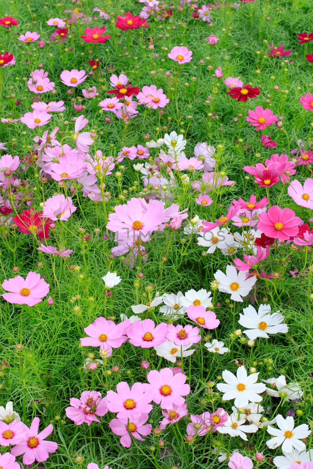 close up beautiful colorful of cosmos flowers field in plantation garden park use as natural background,backdrop
