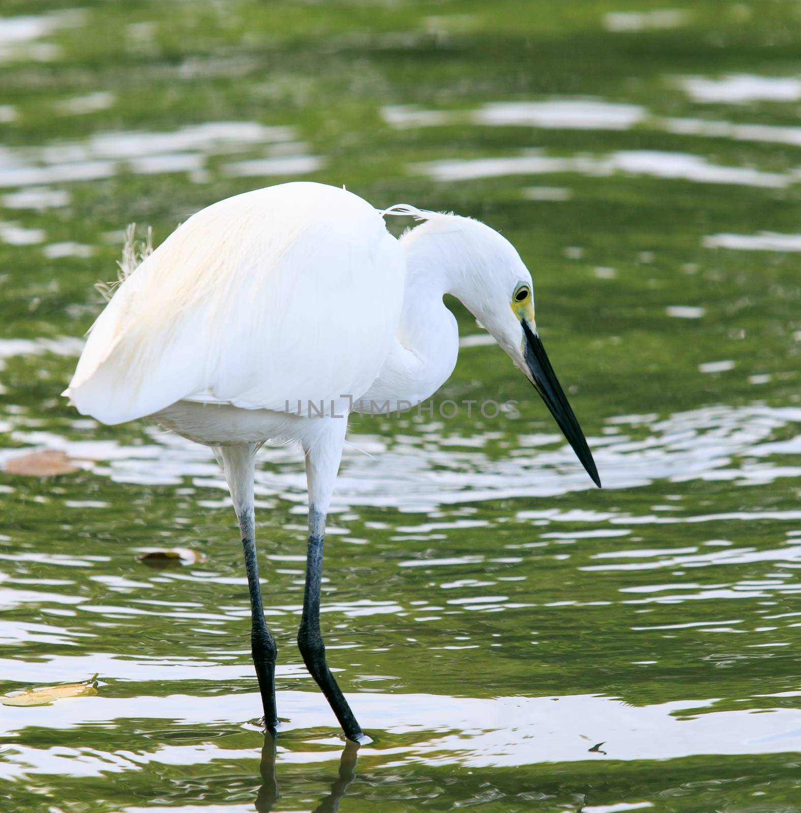 wild little egret bird feeding in water pool use for animals and wildlife in nature habitat