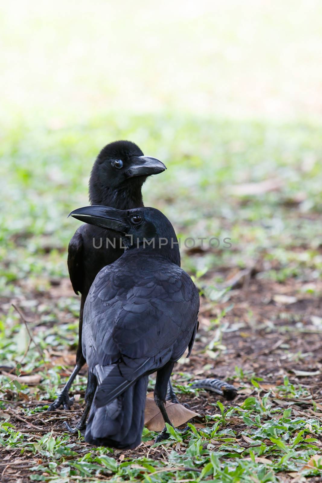 lovely acting of black crow bird on green field
