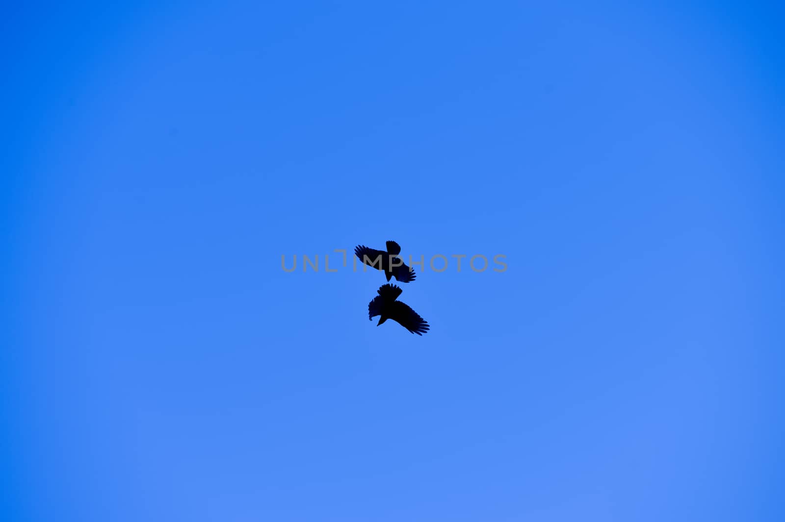 Two crows fighting in the blue sky, France