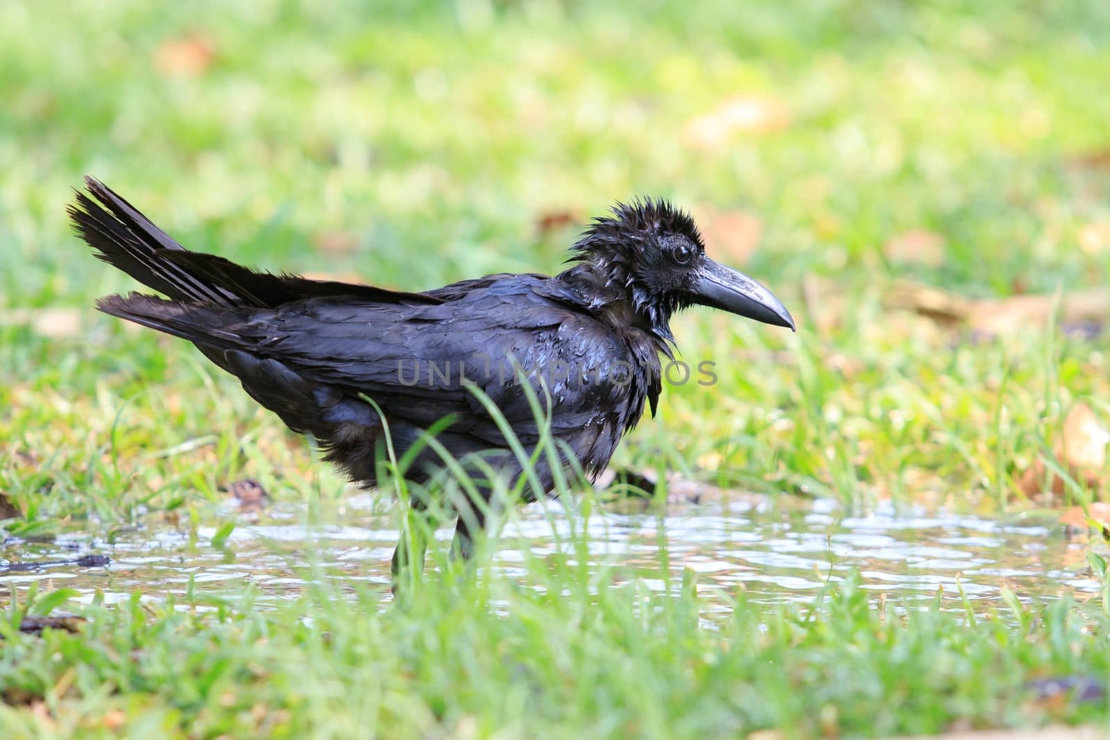 natural scene of crow bathing in field