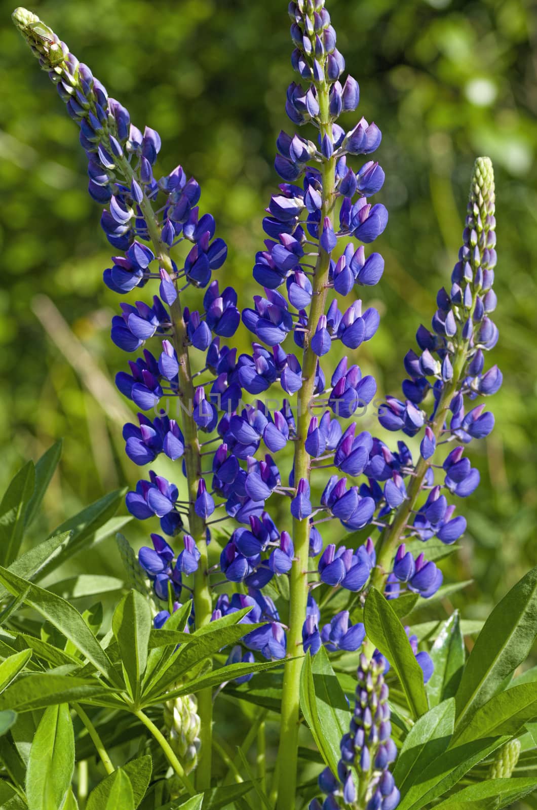 flower Lupinus Polyphyllus blue on a background of green grass