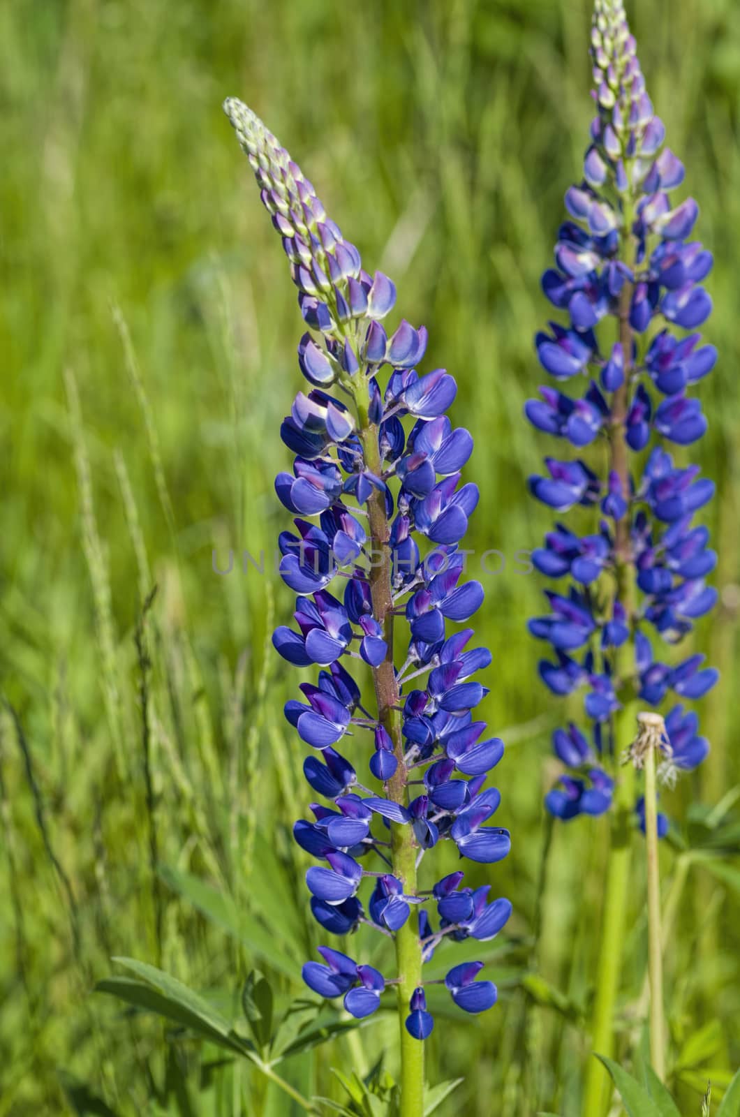 flower Lupinus Polyphyllus blue on a background of green grass