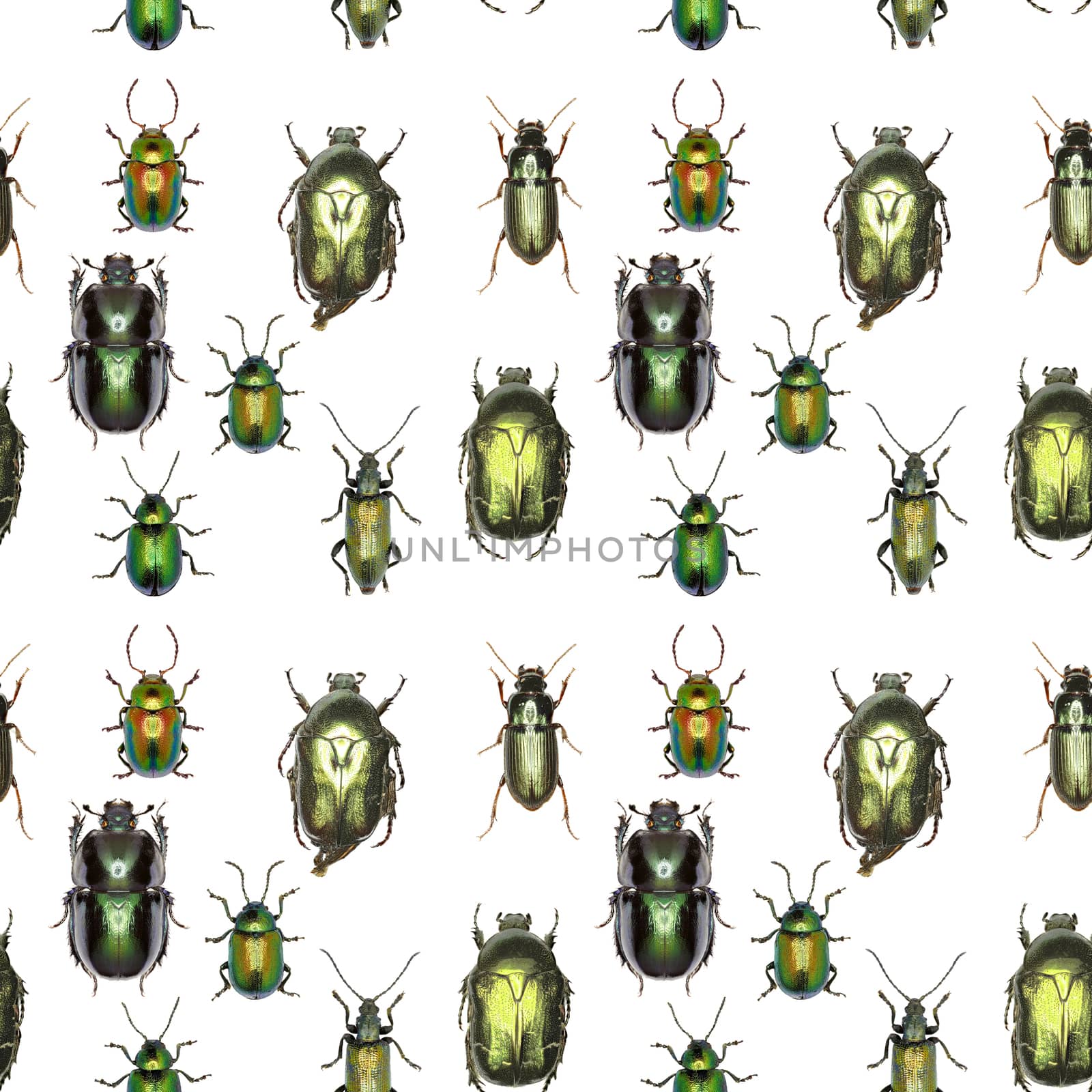 Green Gold Pattern - Set of Green Beetles