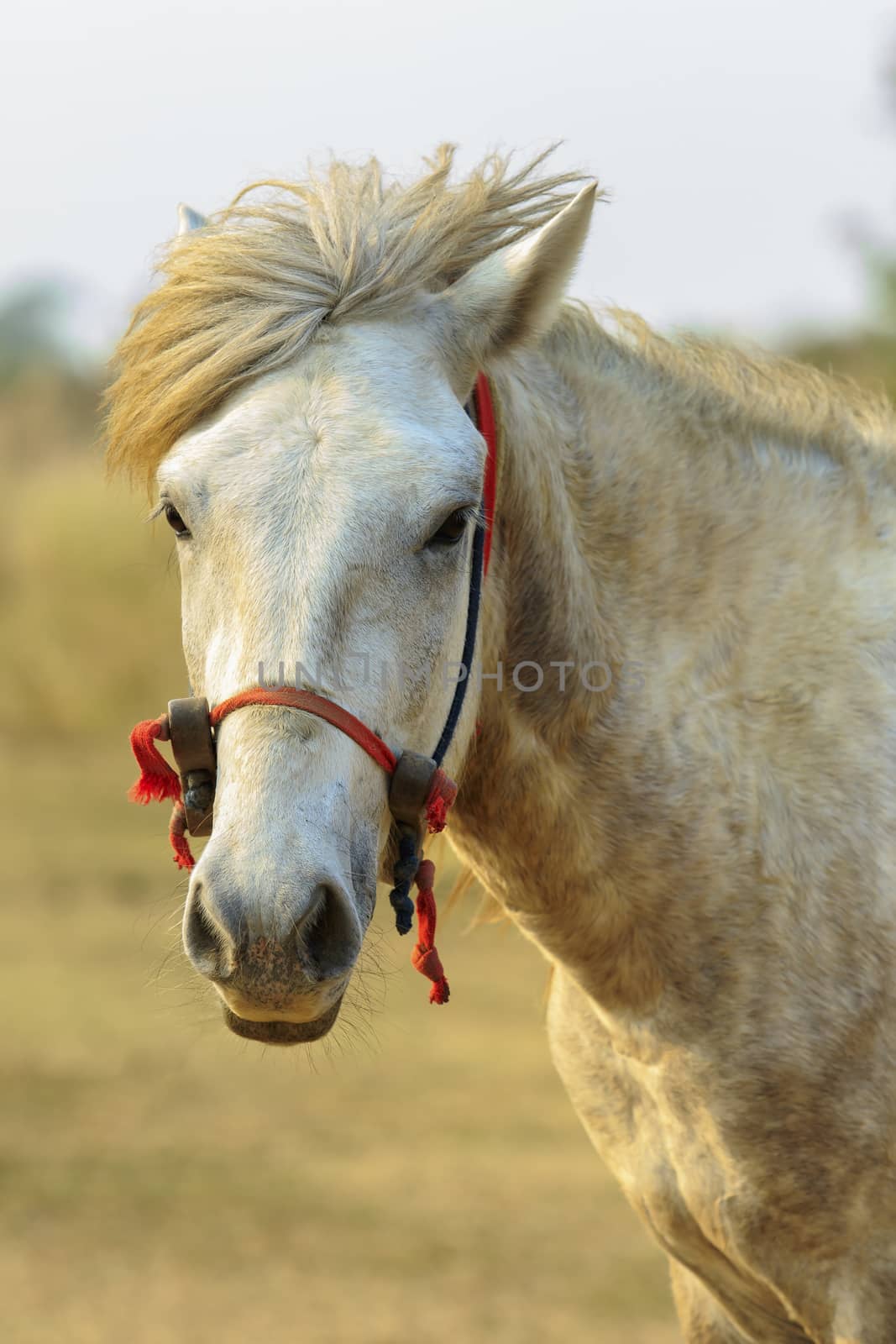 close up of male white horse in rural field looking to camera