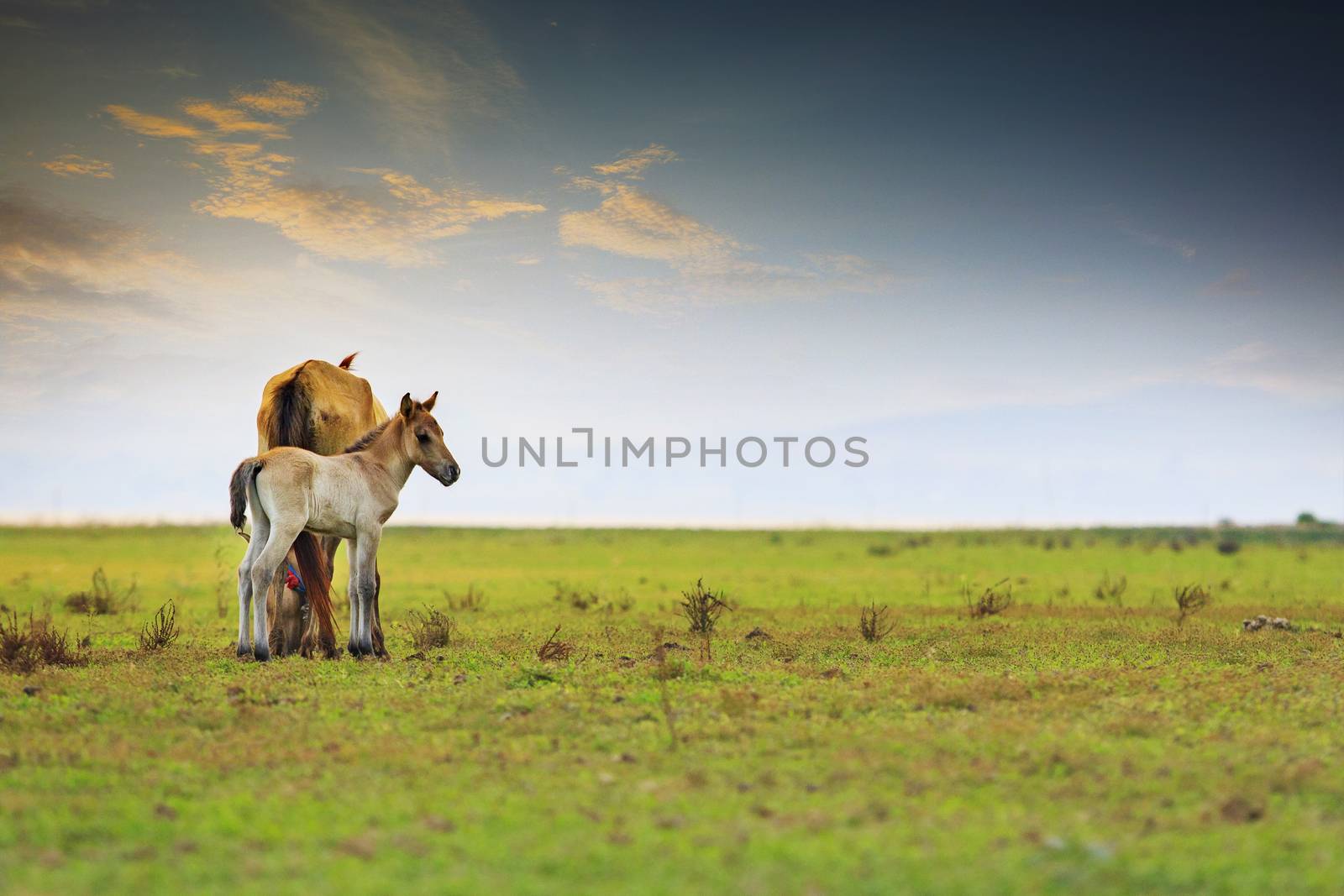 little horse and mom freedom in green meadow by khunaspix