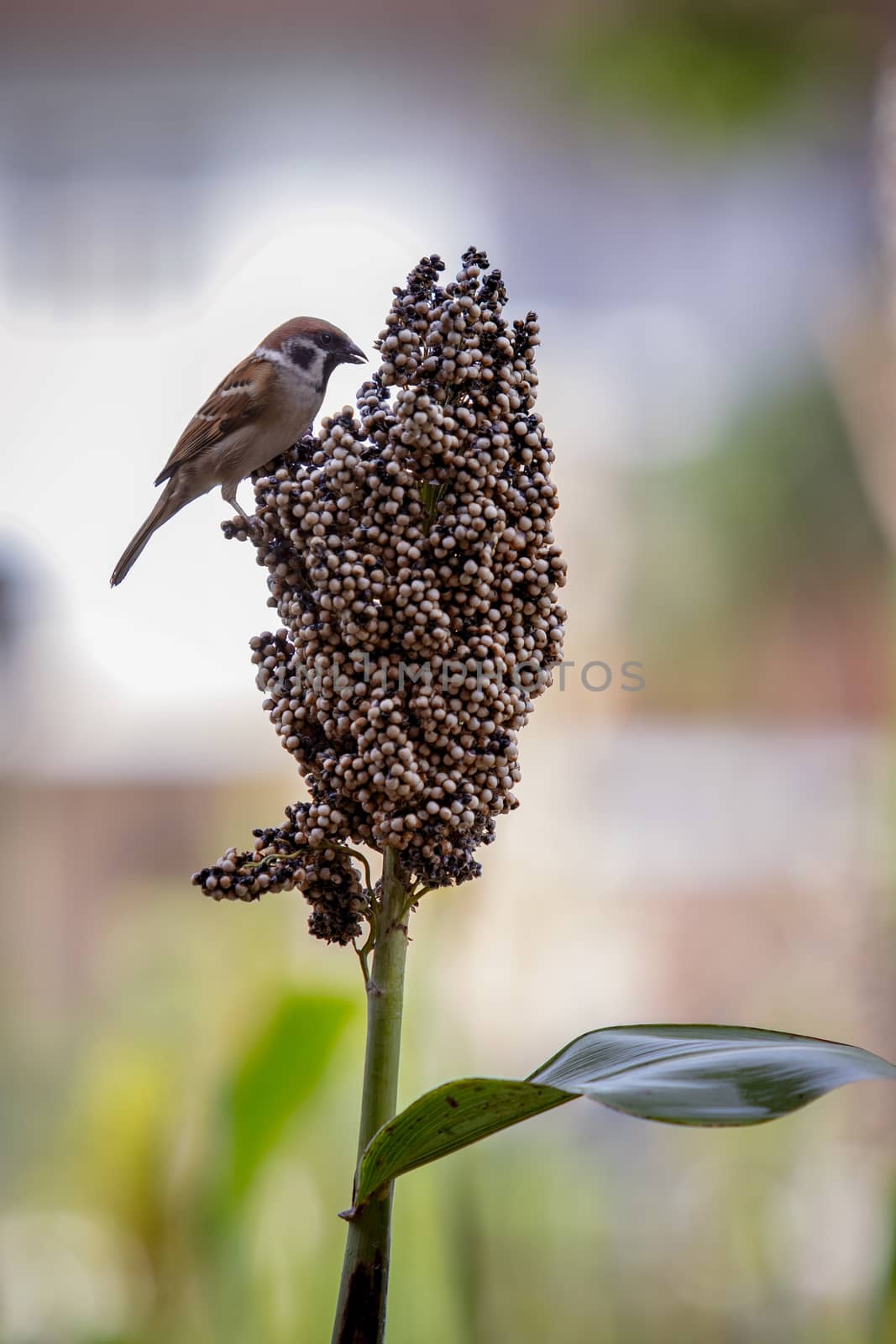 urasian tree sparrow and grains natural wild life by khunaspix