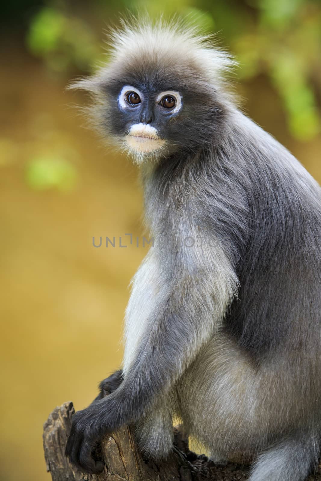 close up face of dusky leaves monkey in wild by khunaspix