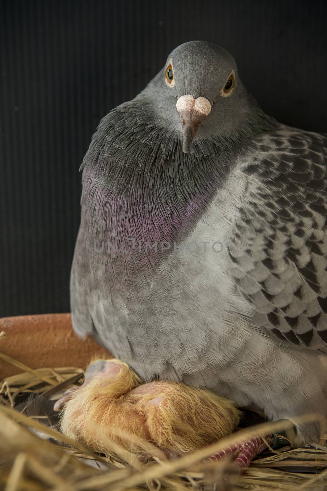 pigeon bird hatching new born in home loft by khunaspix