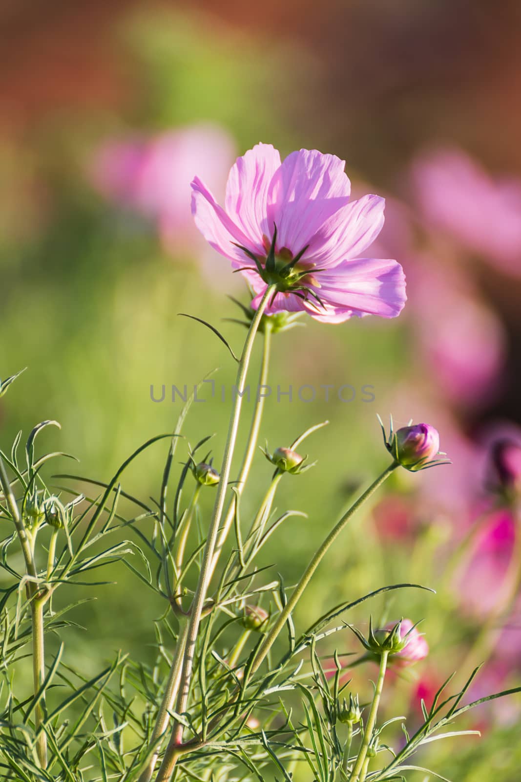 Pink cosmos flower family fompositae, cosmos flower in field